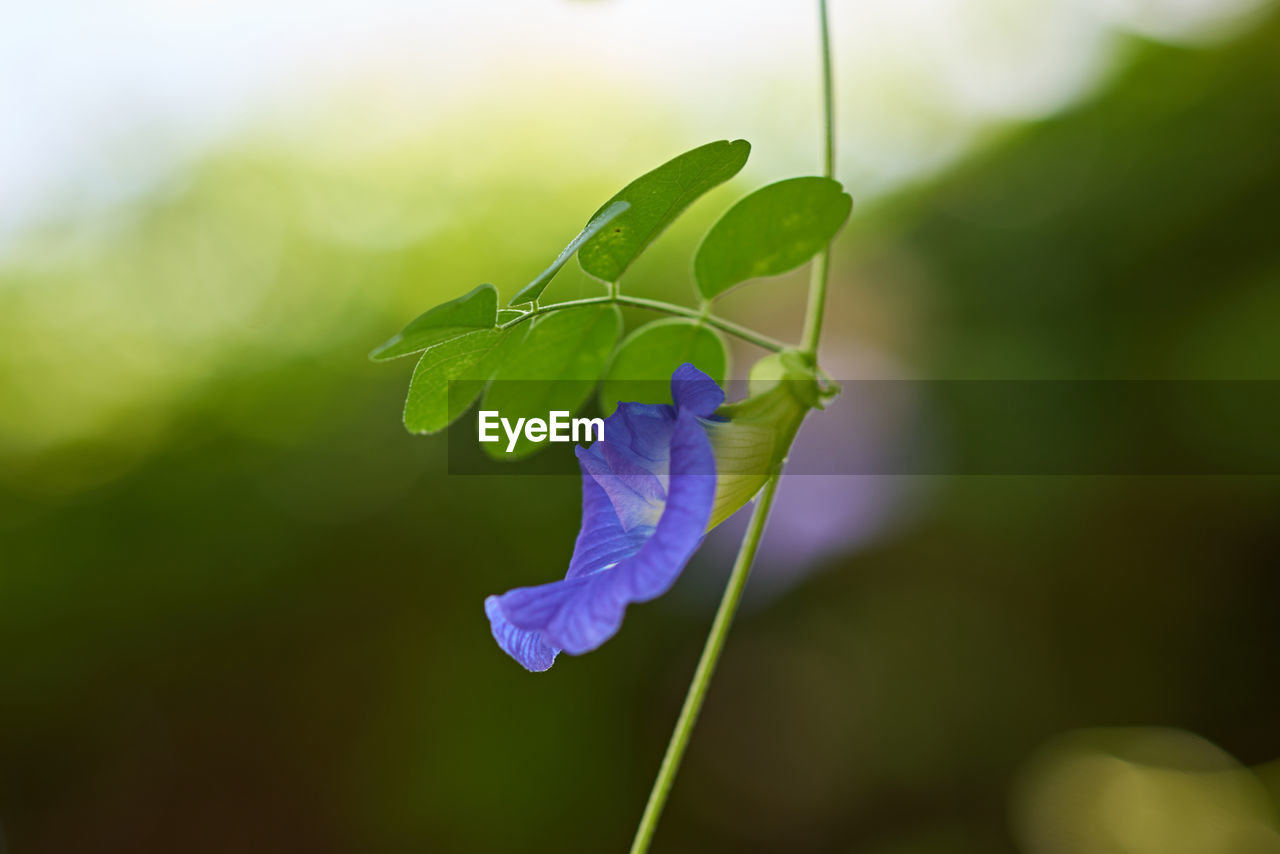 Close-up of fresh purple flowers