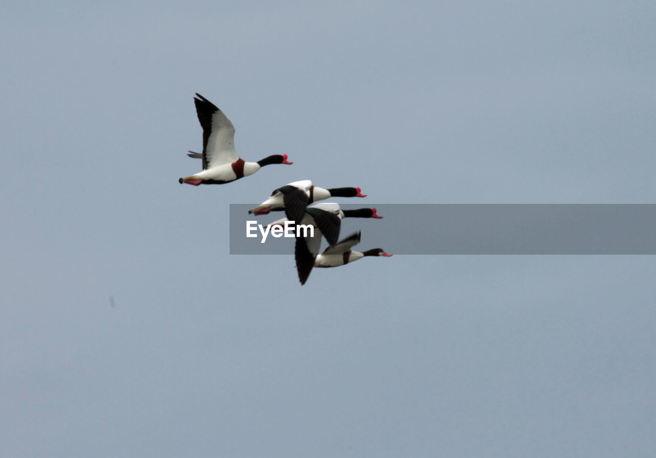 Low angle view of bird flying in sky