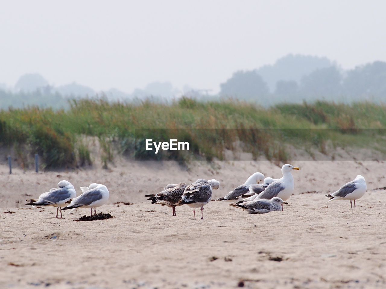 Seagulls perching on beach