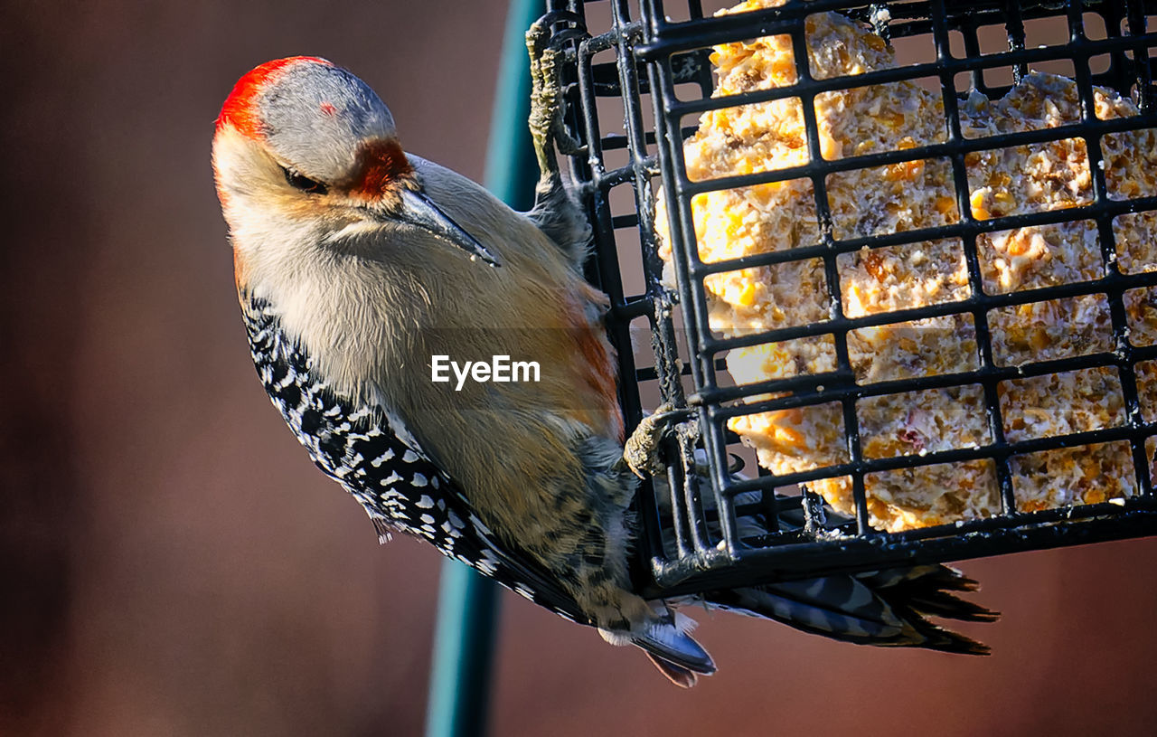 Woodpecker arrives on the suet feeder