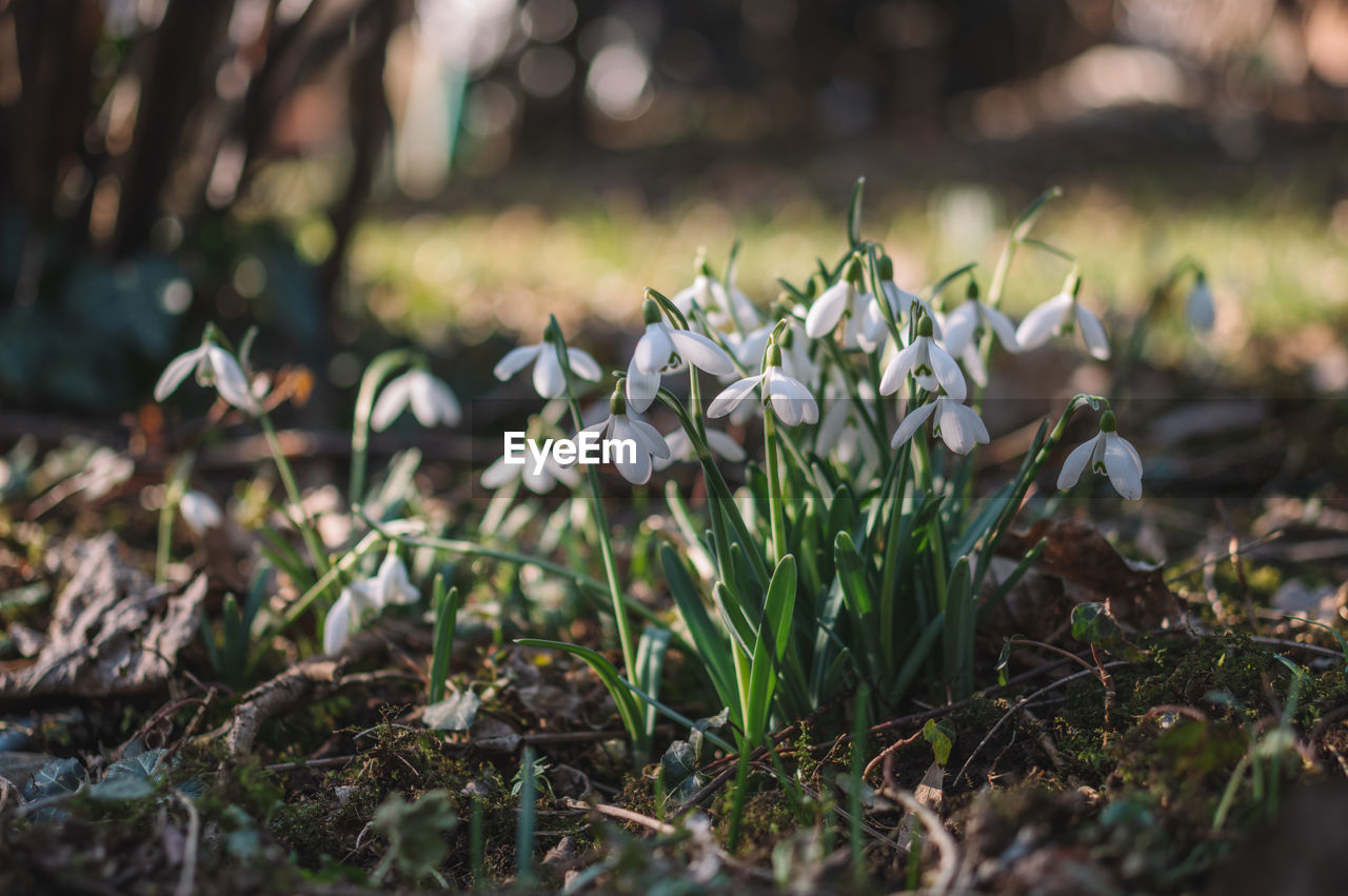 plant, nature, flower, woodland, flowering plant, grass, beauty in nature, snowdrop, leaf, land, growth, no people, green, freshness, close-up, selective focus, forest, outdoors, field, white, autumn, springtime, tree, day, sunlight, wildflower, fragility, environment, macro photography, plant part, focus on foreground, vegetable