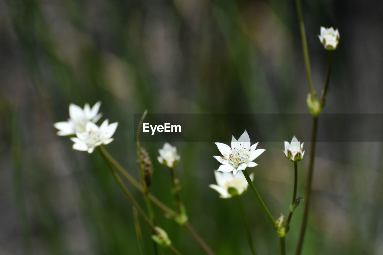 CLOSE UP OF WHITE FLOWERING PLANT