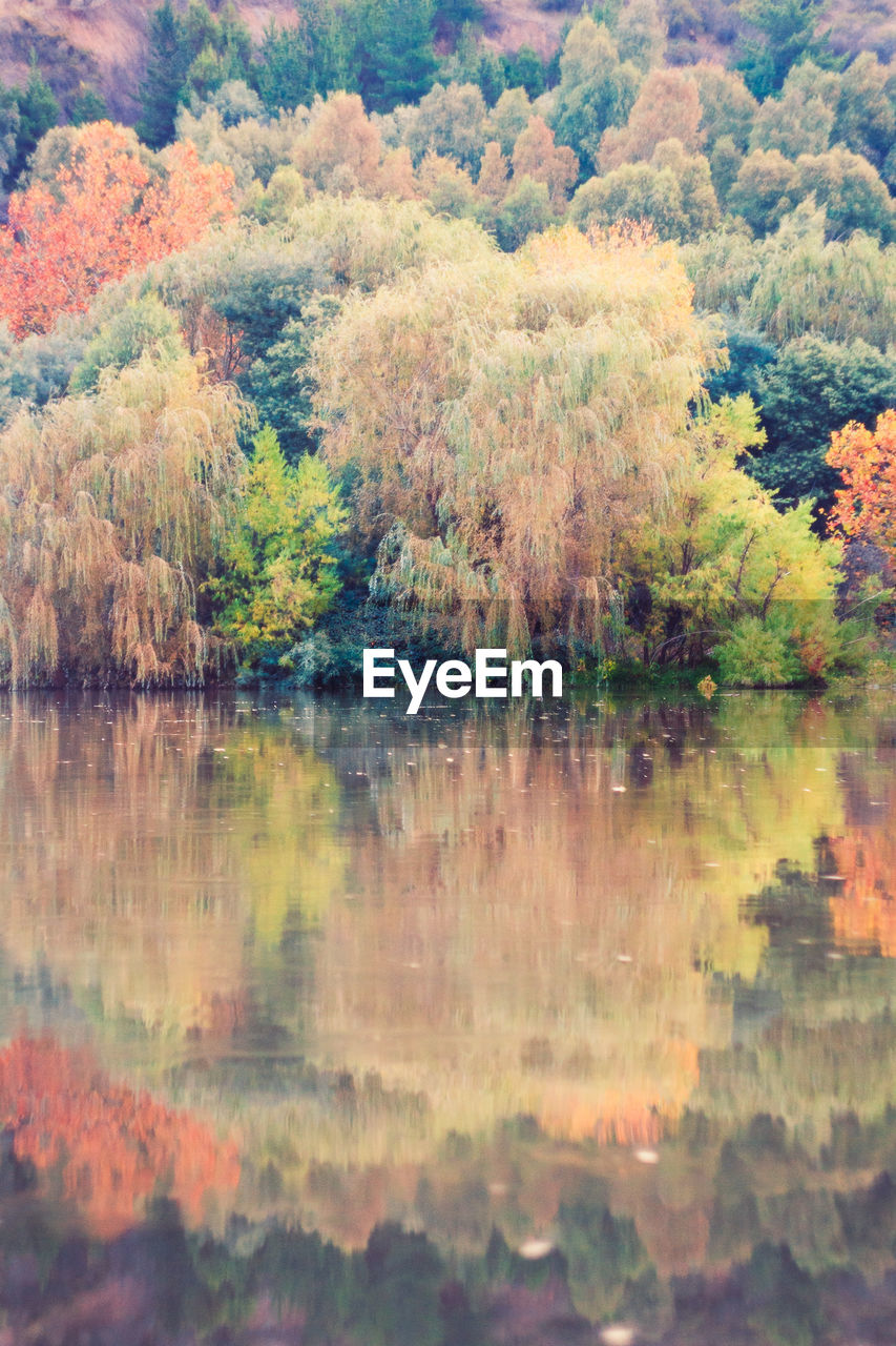 REFLECTION OF TREES IN LAKE DURING AUTUMN