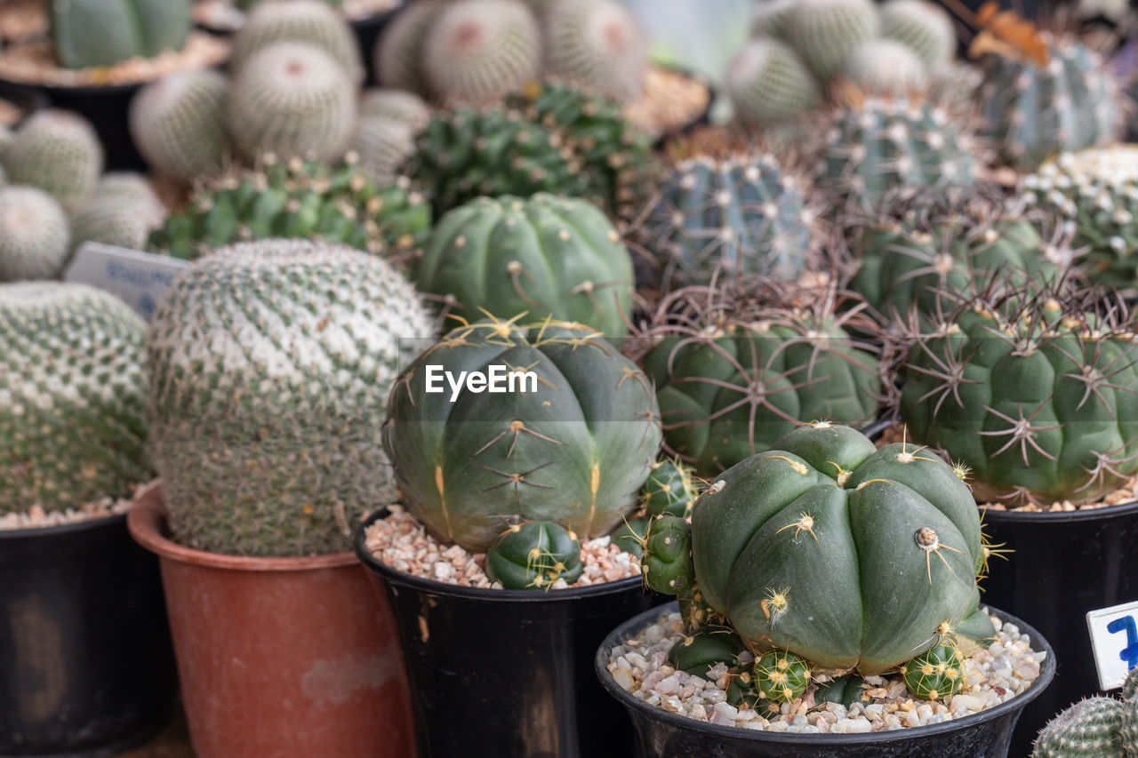 CLOSE-UP OF SUCCULENT PLANTS