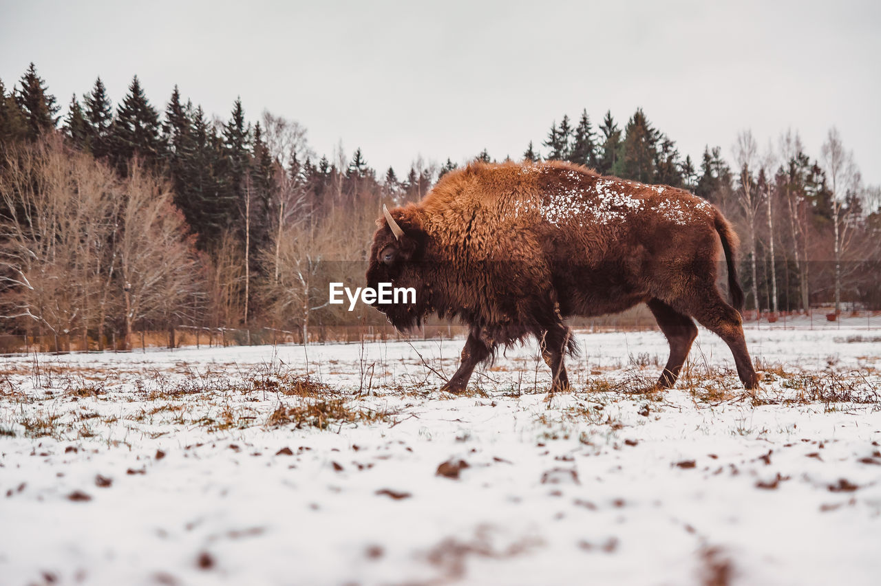 A bison walking along the snowy winter field against a forest background