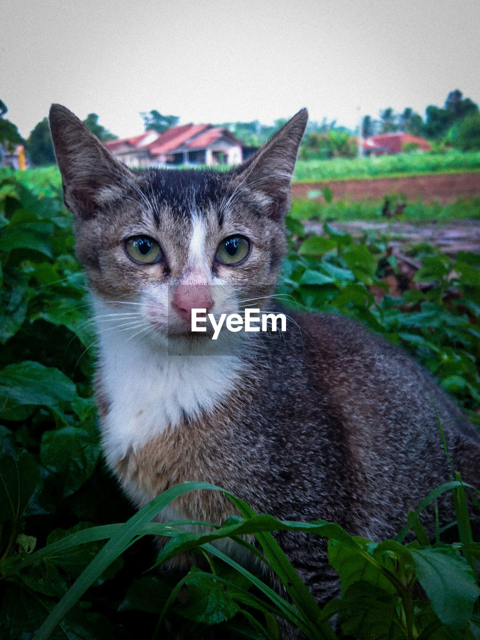 cat, animal themes, pet, animal, mammal, domestic animals, domestic cat, one animal, feline, portrait, looking at camera, green, plant, small to medium-sized cats, felidae, whiskers, grass, no people, nature, carnivore, leaf, plant part, animal body part