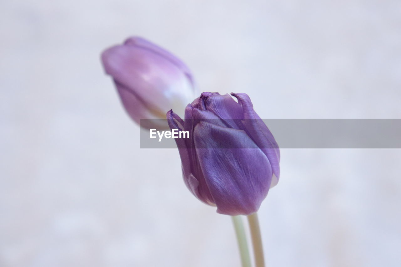 Close-up of pink tulip flower