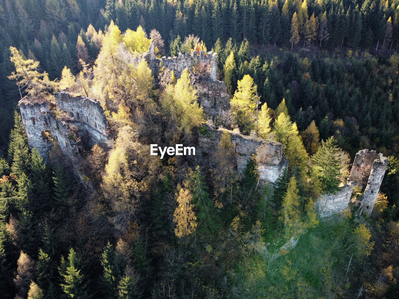 HIGH ANGLE VIEW OF PINE TREES ON FOREST