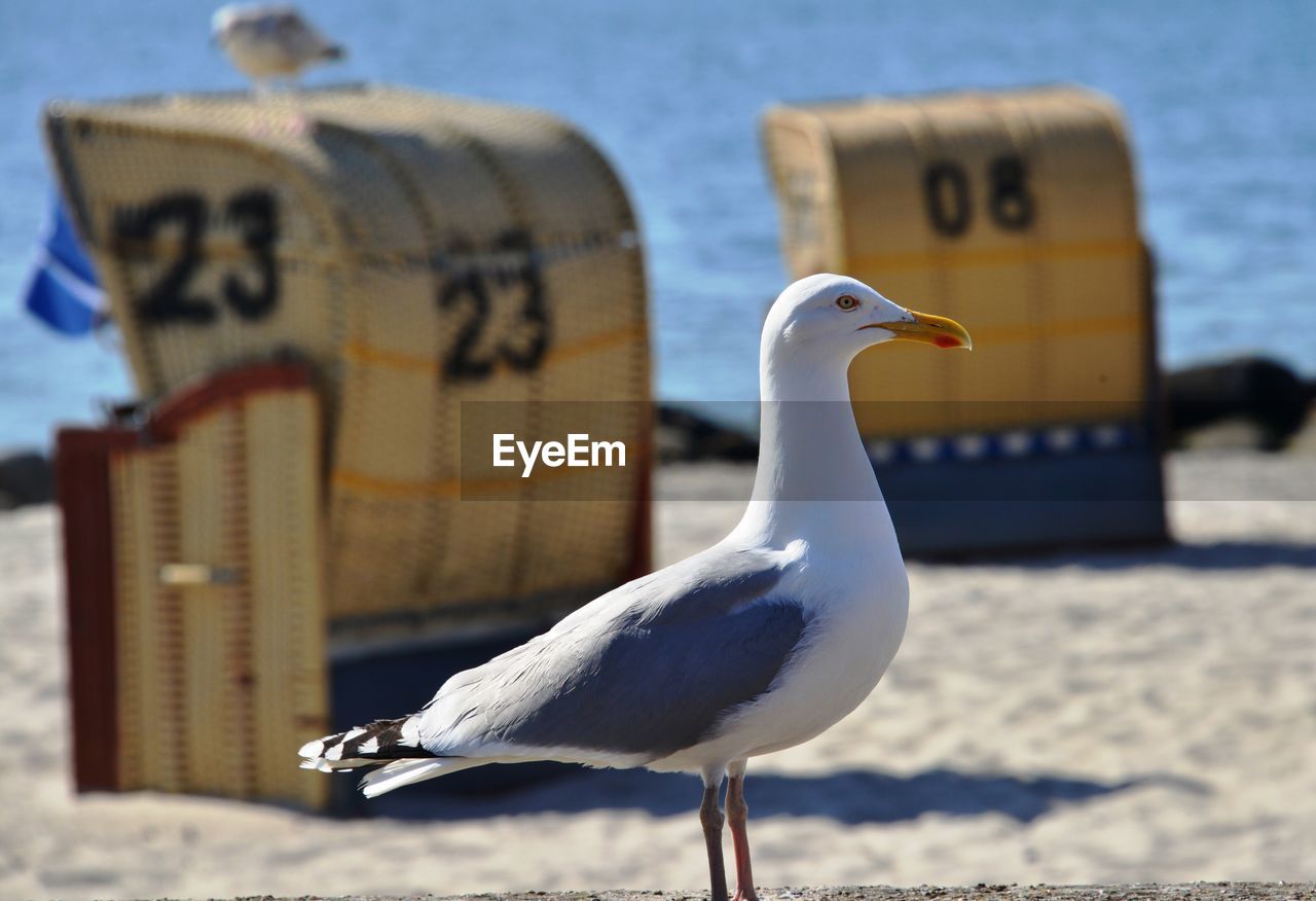 Seagull against hooded chair at beach on sunny day