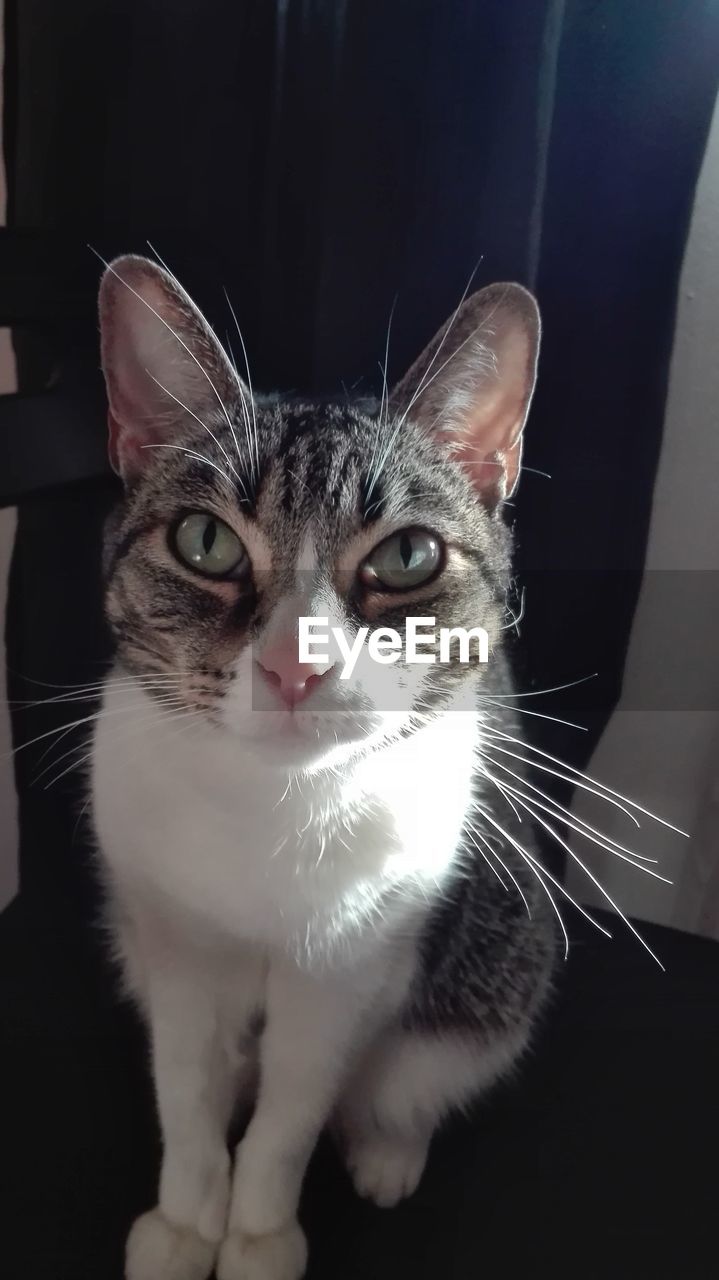 CLOSE-UP PORTRAIT OF CAT IN MOUTH