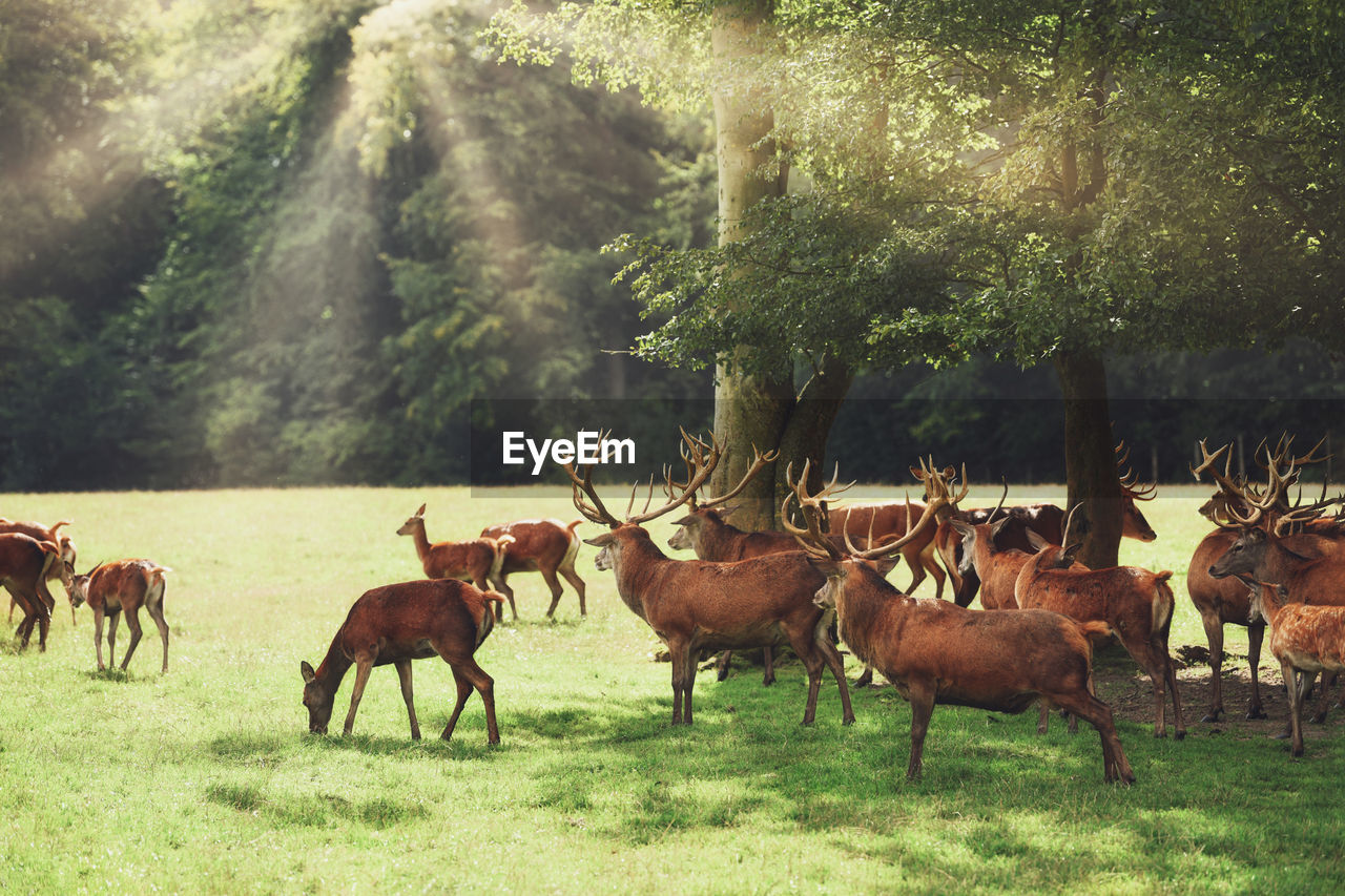 Many deer with antlers graze in the forest