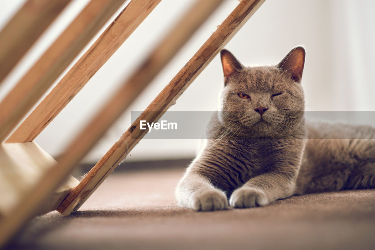 Close-up of a cat lying on floor