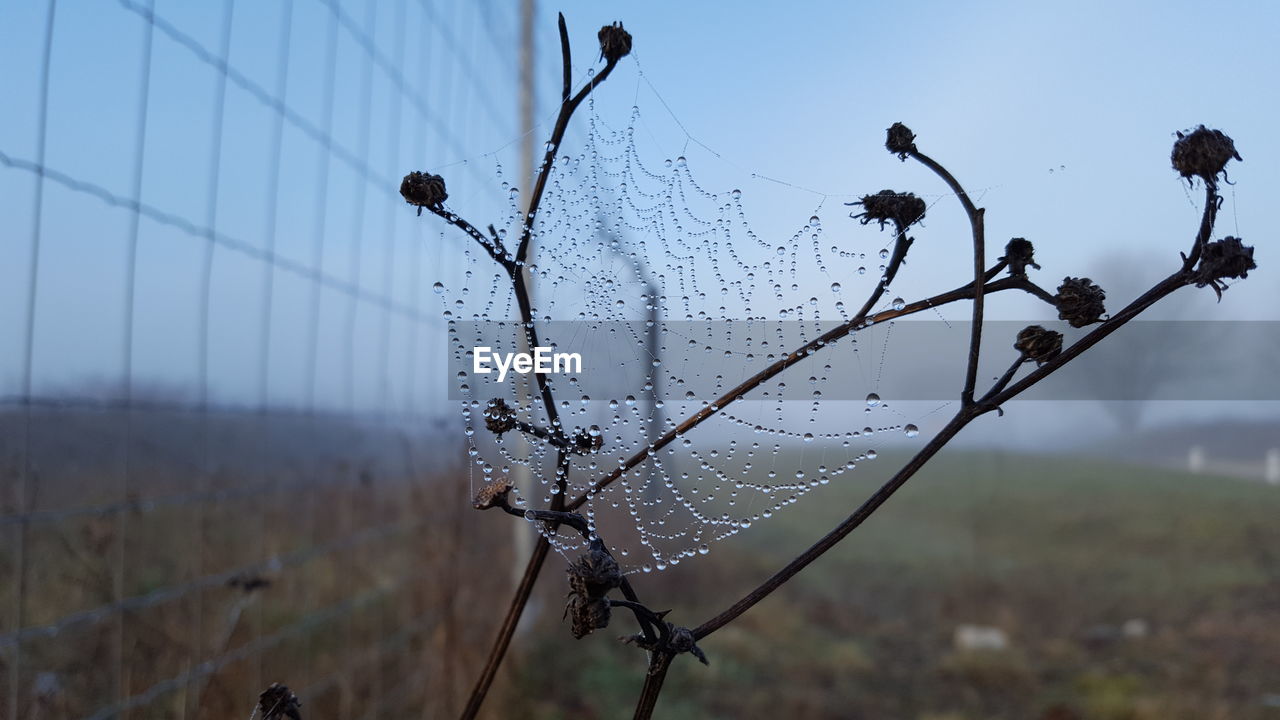 CLOSE-UP OF SPIDER WEB ON PLANT DURING WINTER