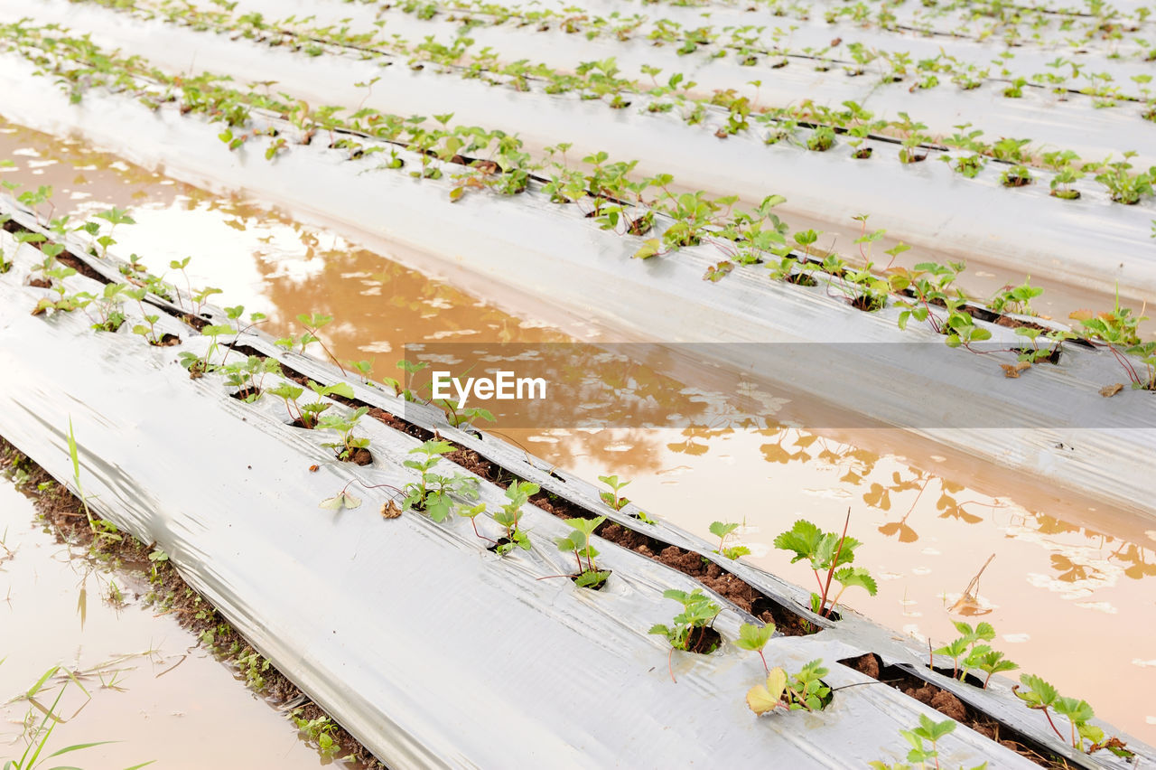 High angle view of plants in greenhouse