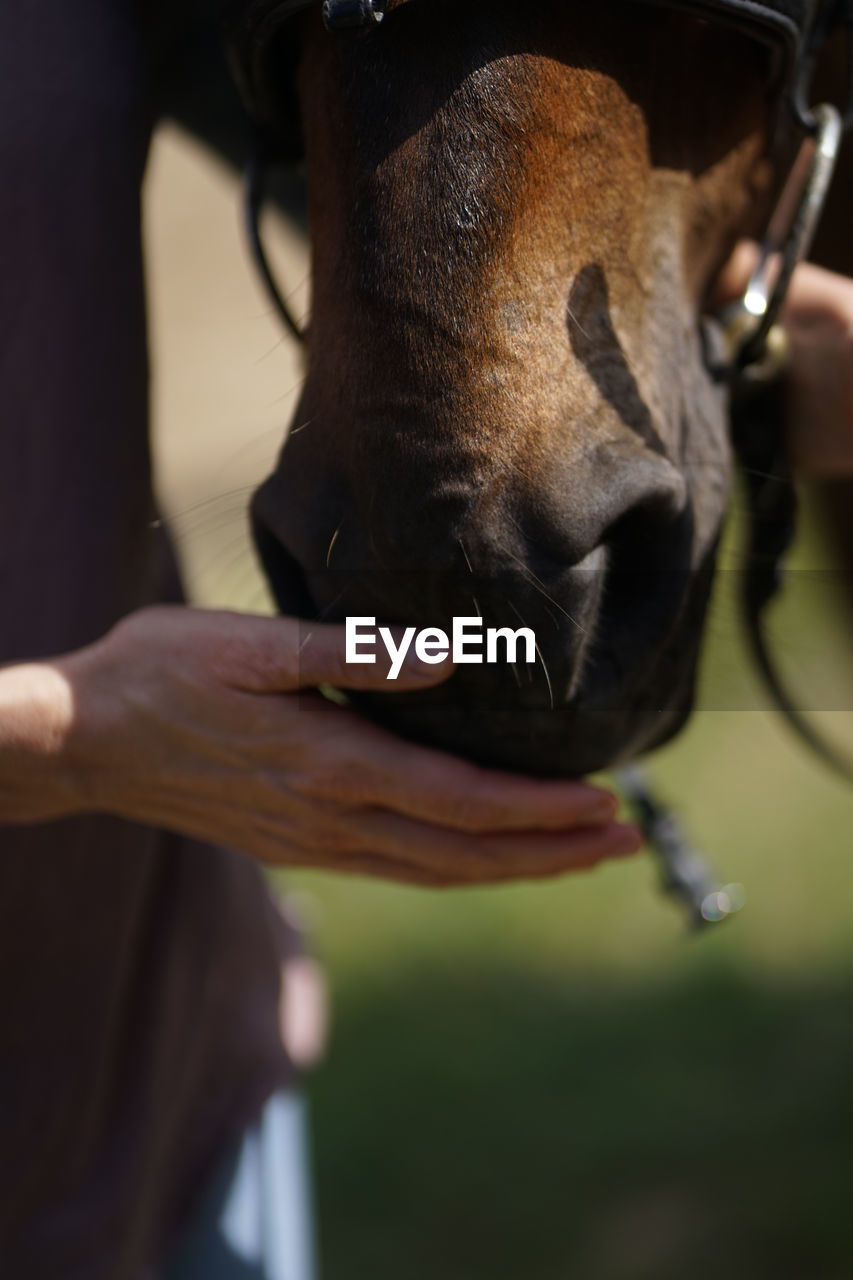 Close up of female hand stroking a brown horse nose- tenderness and caring for animals concept.