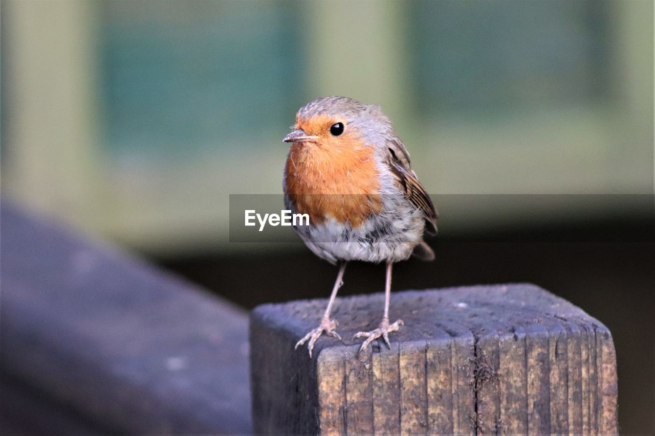 CLOSE-UP OF A BIRD PERCHING ON WOODEN POST