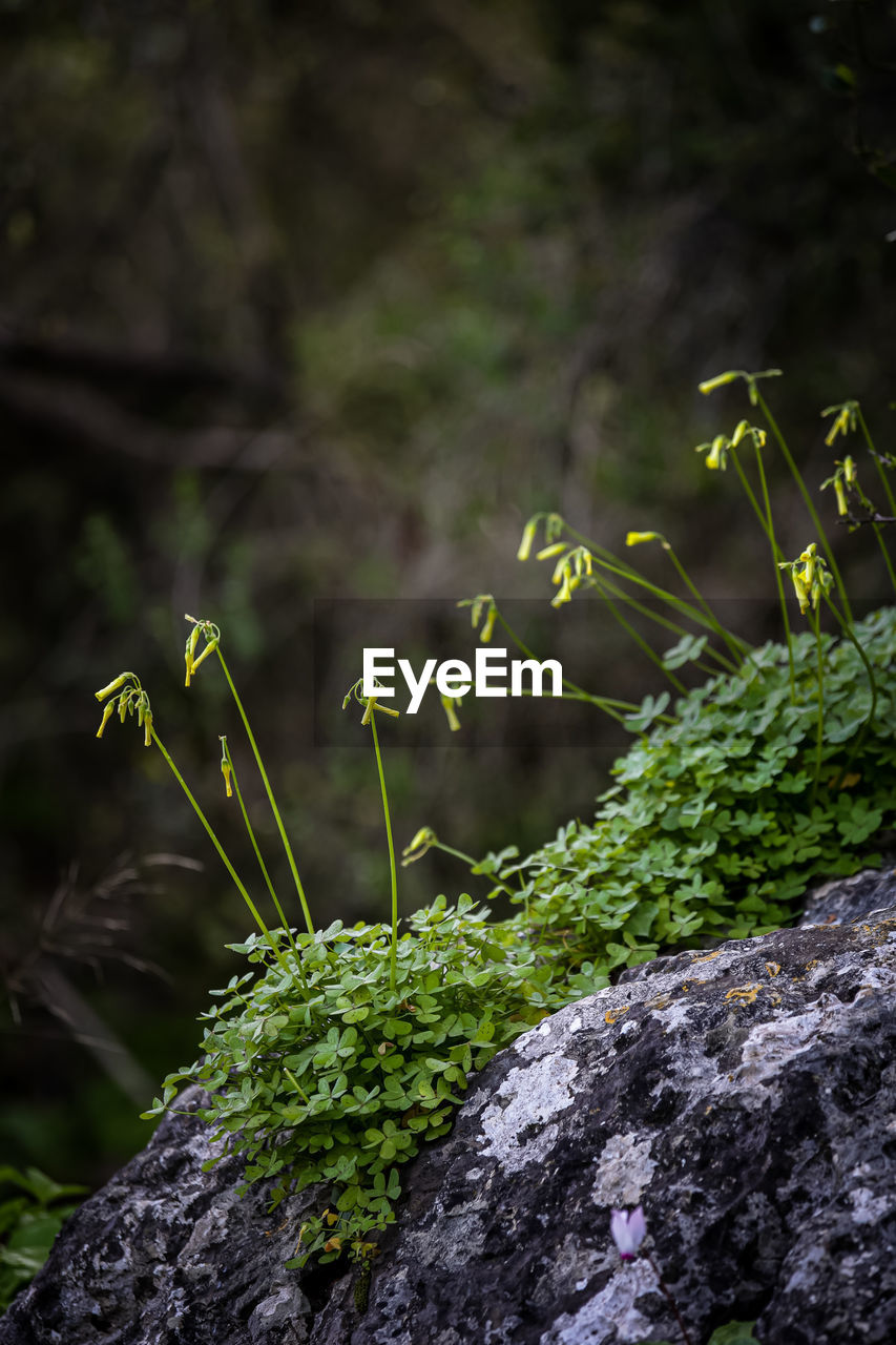 green, nature, plant, forest, grass, leaf, tree, moss, no people, flower, growth, rock, land, woodland, sunlight, beauty in nature, outdoors, natural environment, environment, vegetation, non-vascular land plant, day, plant part, macro photography, close-up, focus on foreground, tranquility, branch, animal wildlife