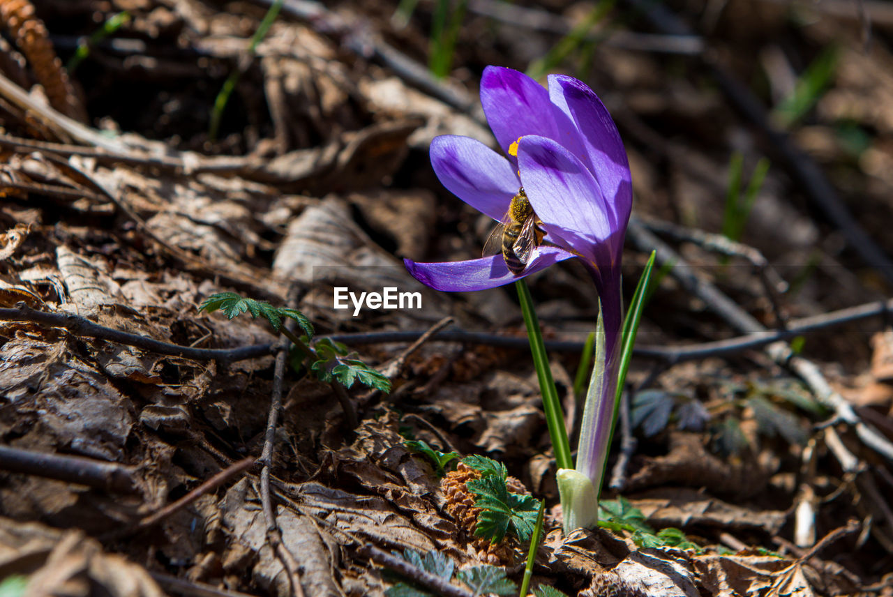 Close-up of purple crocus flowers on field