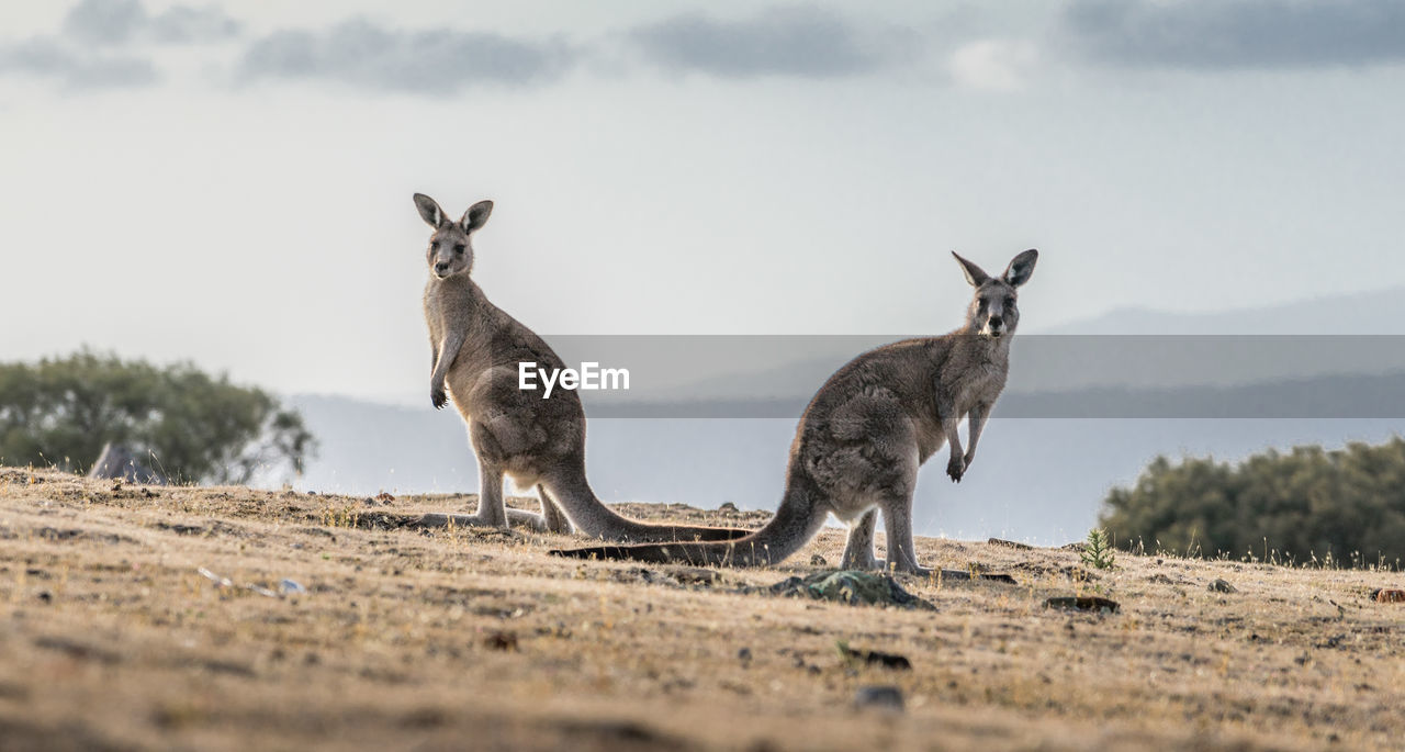 Kangaroos on land against sky