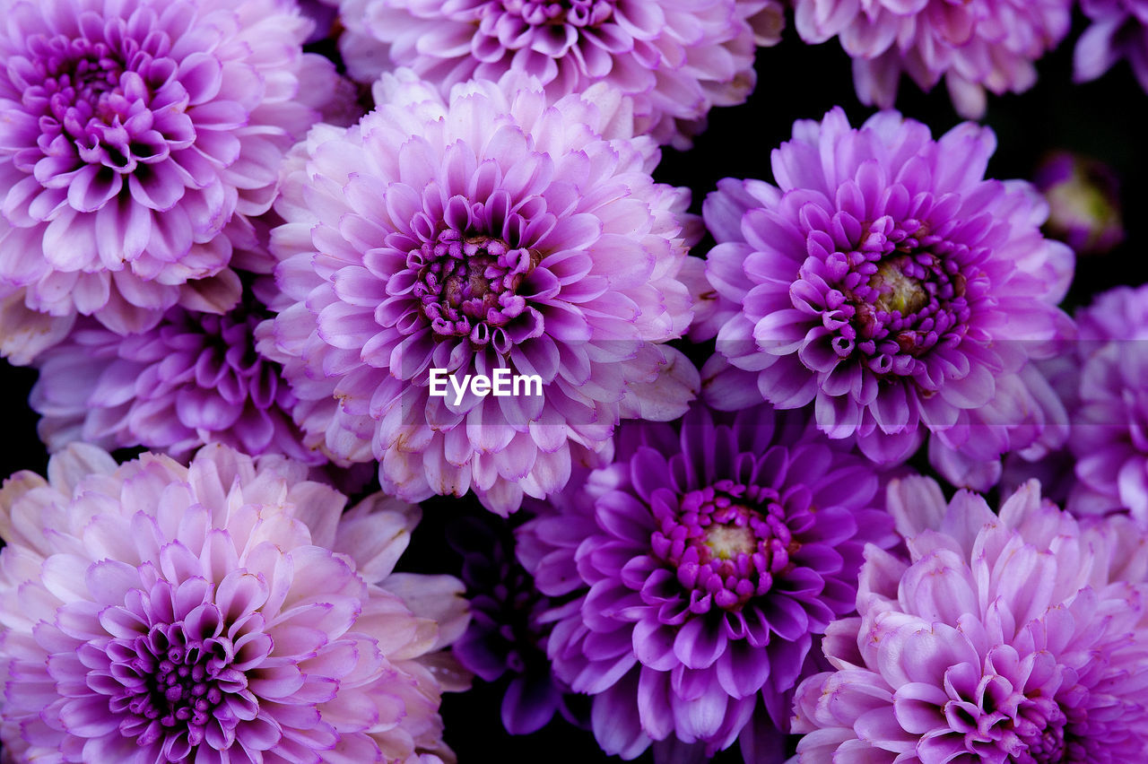 Close-up of pink dahlia flowers