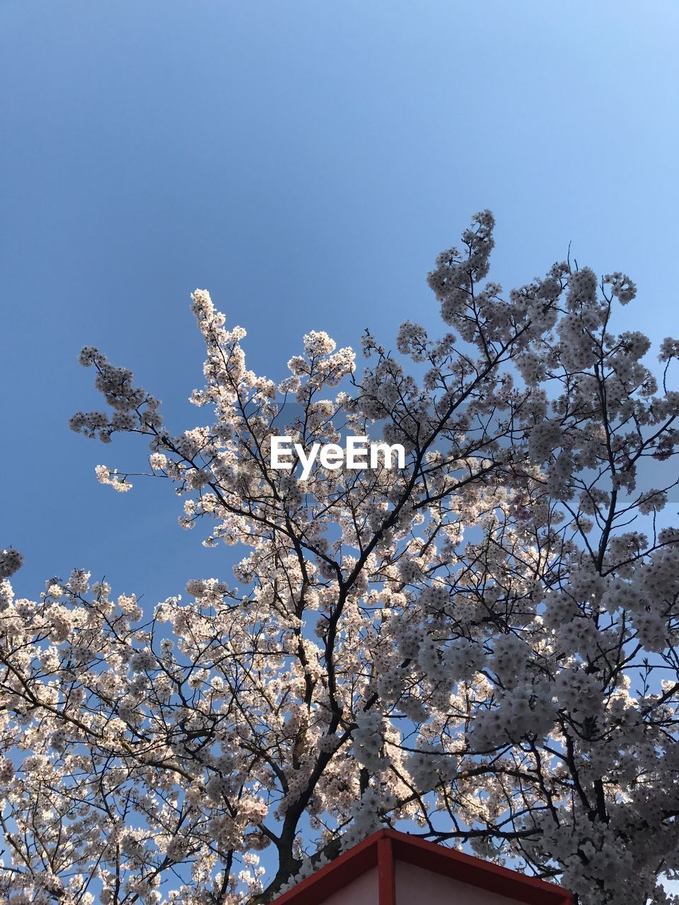 LOW ANGLE VIEW OF BLOOMING TREE