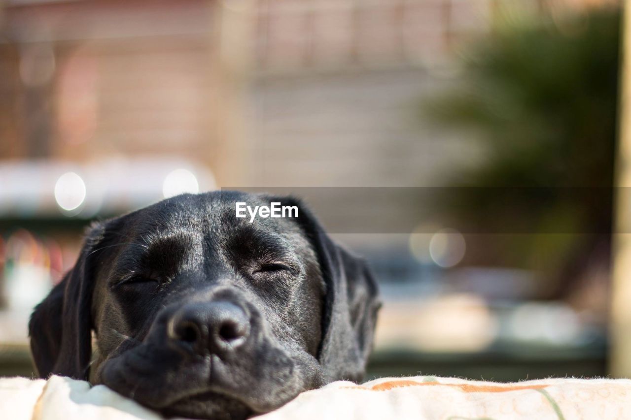 Close-up of black dog sleeping on bed