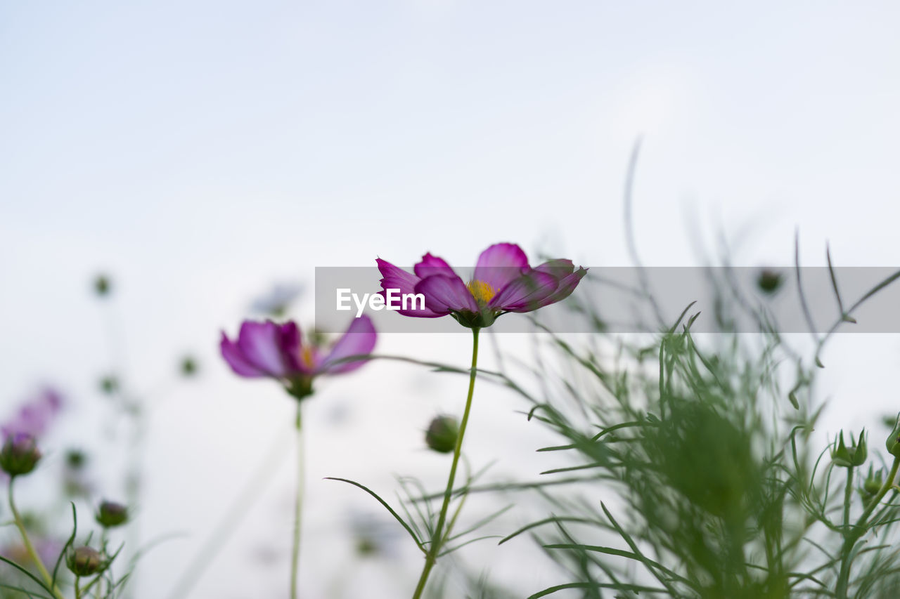 Close-up of pink cosmos flowers against sky