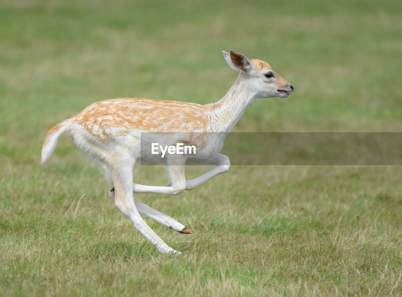 DEER IN FIELD