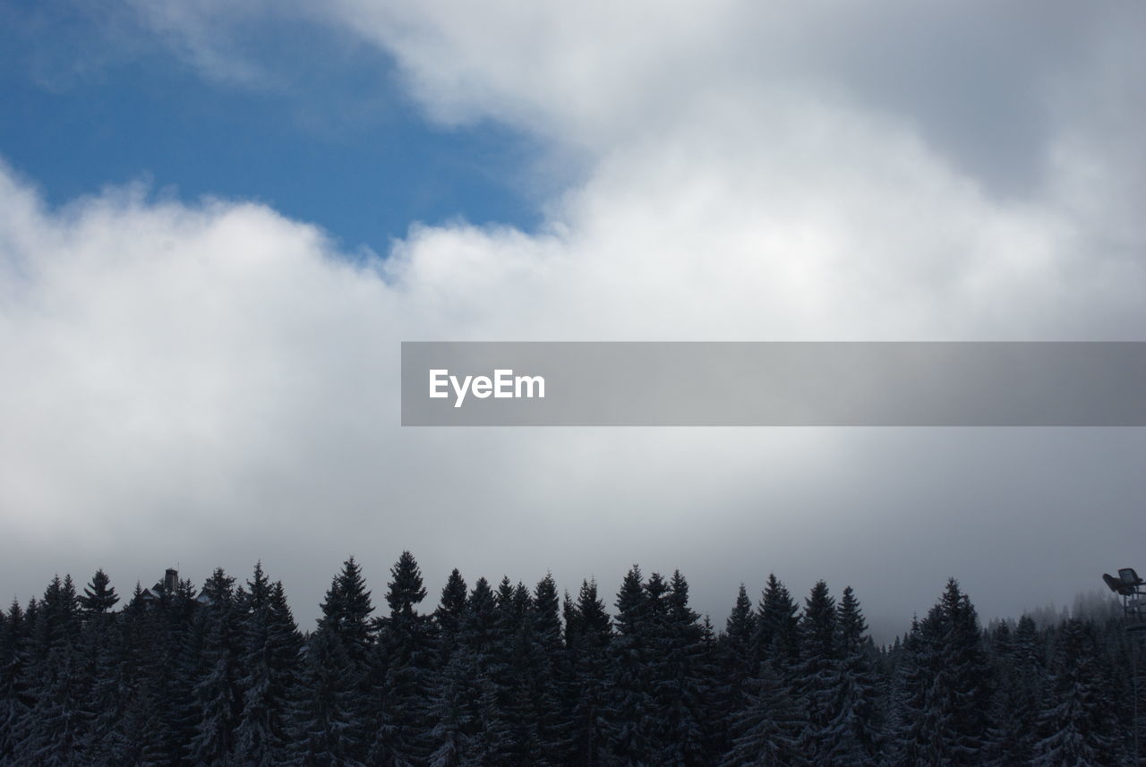 LOW ANGLE VIEW OF TREES AND PLANTS AGAINST SKY