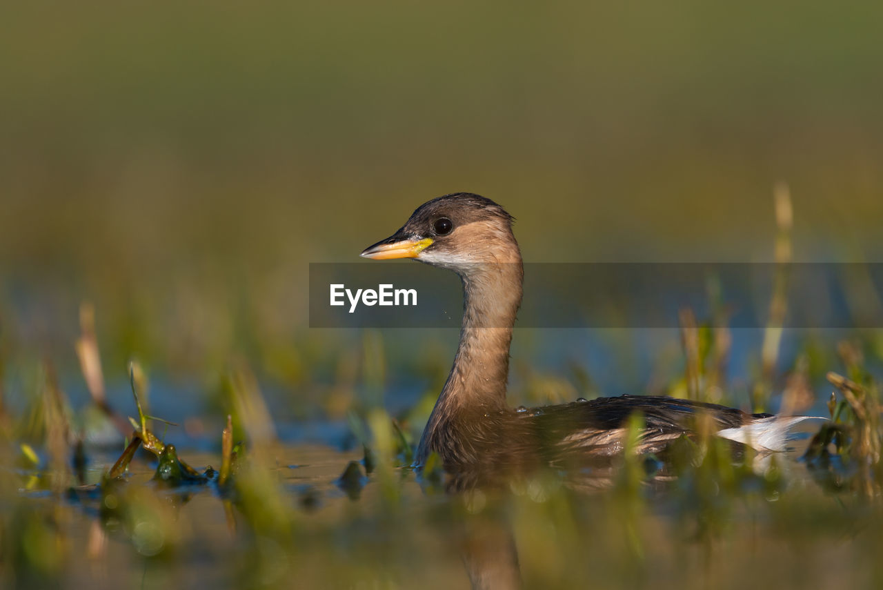 Close-up of duck swimming in lake