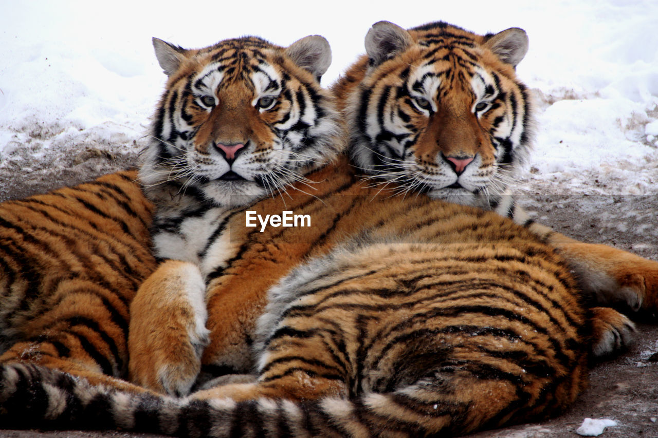 Portrait of tigers lying on land