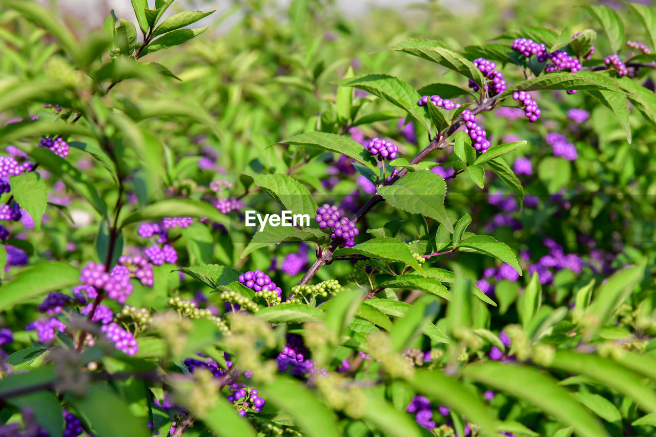 Close-up of purple flowering plants