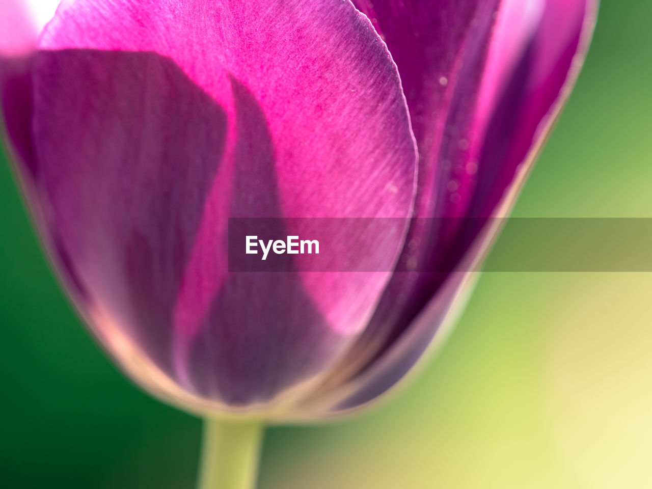 Close-up of pink tulip