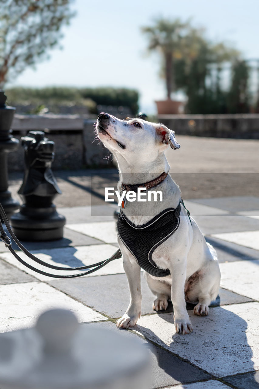 DOG LOOKING AWAY WHILE SITTING ON FLOOR