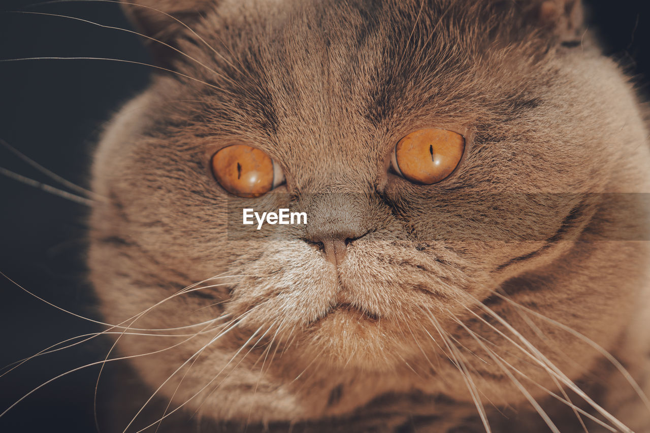 Close up portrait of scottisch cat with big orange eyes. fat cat face