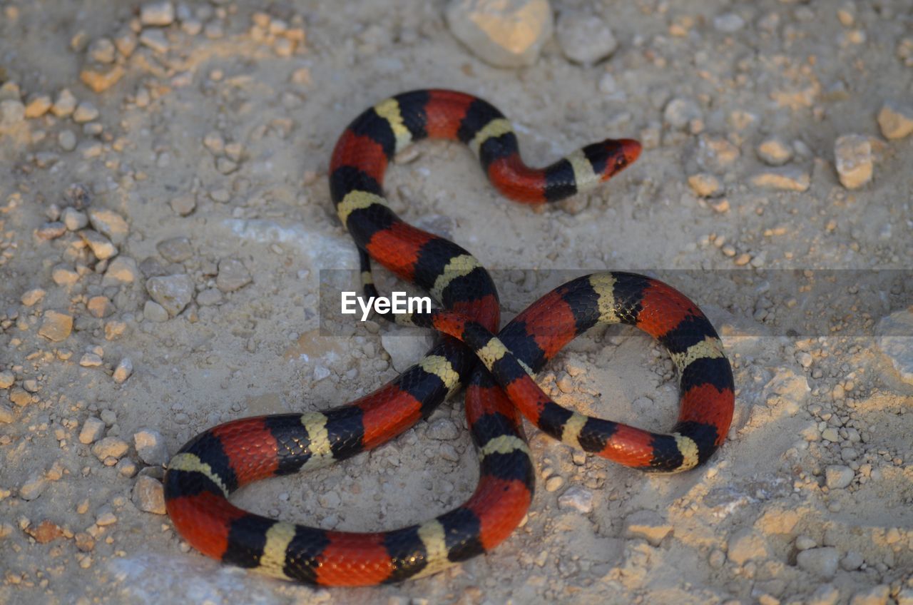 Upclose to scarlet kingsnake 