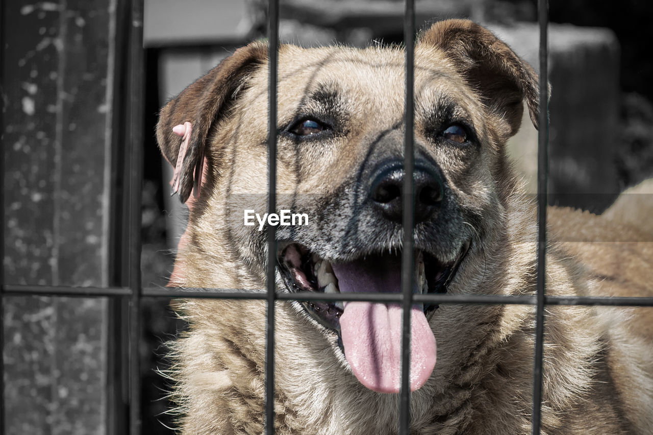 Dog in animal shelter waiting for adoption. portrait of red homeless dog in animal shelter cage.