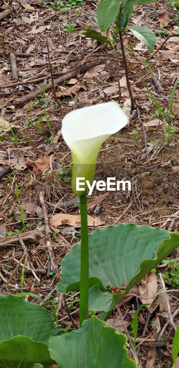 CLOSE-UP OF WHITE FLOWER ON PLANT AT FIELD