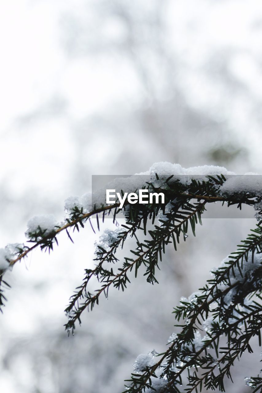 LOW ANGLE VIEW OF BIRD PERCHING ON TREE AGAINST SKY DURING WINTER