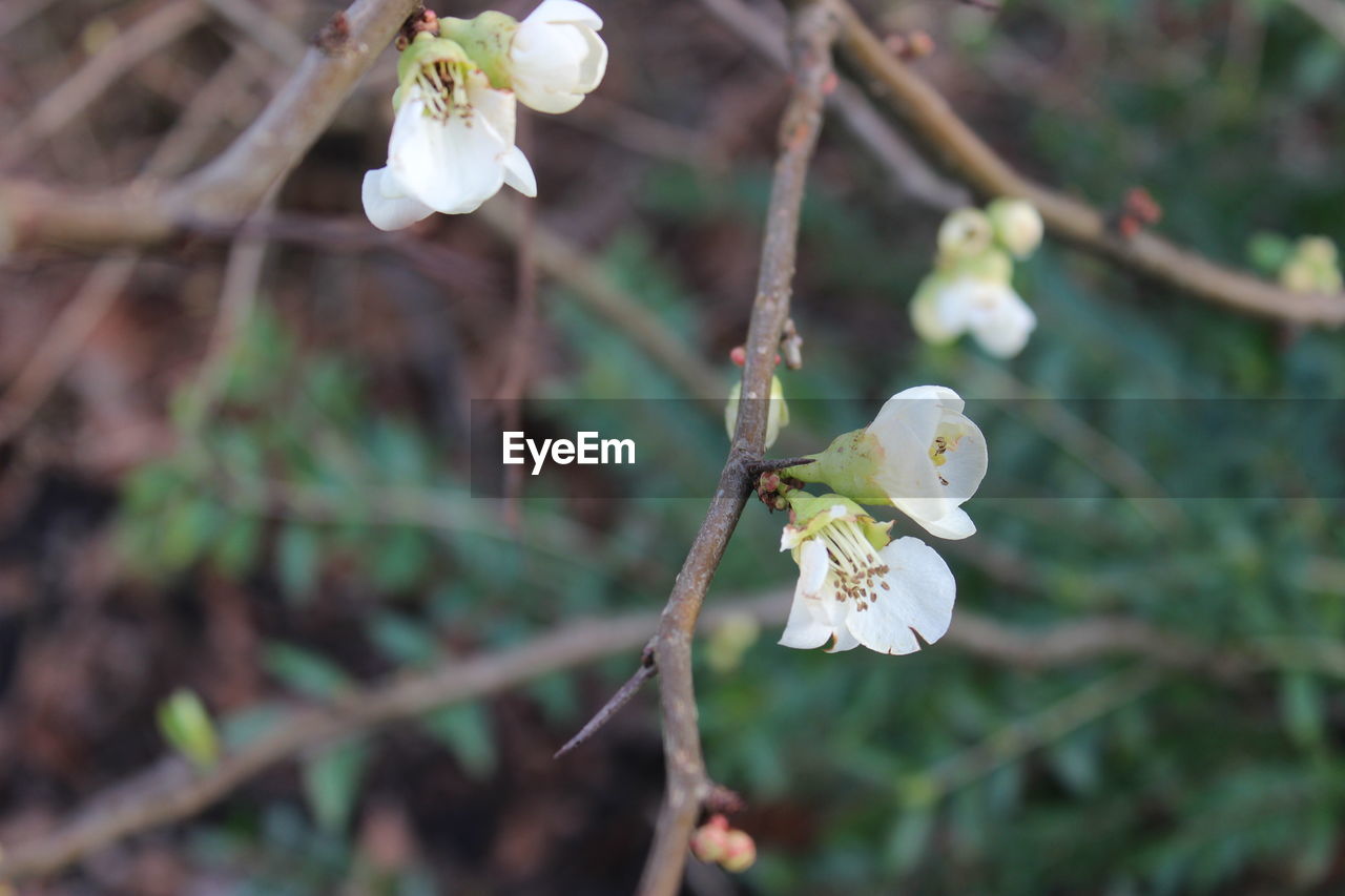 CLOSE-UP OF WHITE FLOWERS BLOOMING OUTDOORS