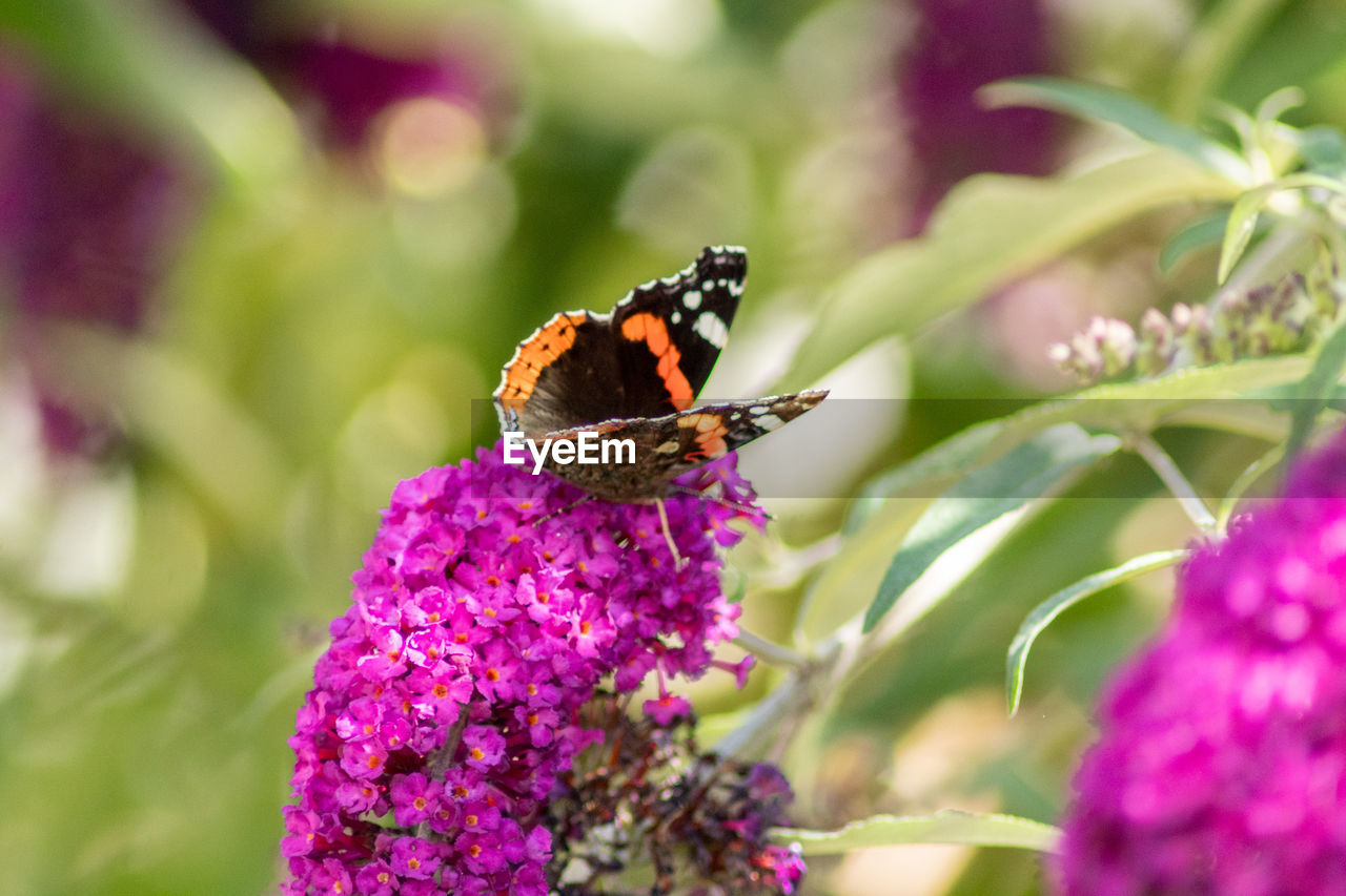 CLOSE-UP OF BUTTERFLY ON PURPLE FLOWER