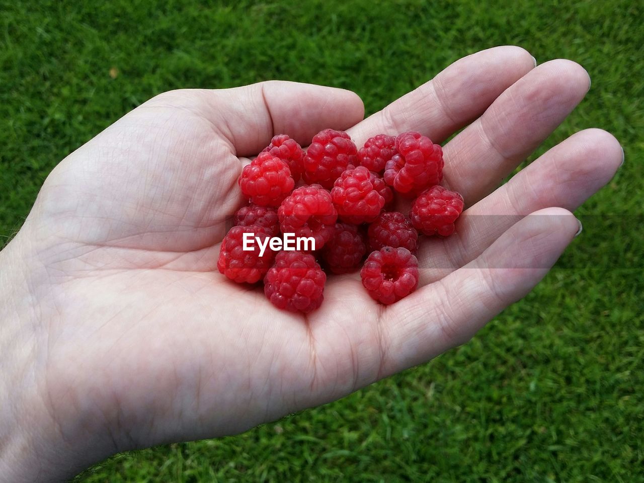 Cropped image of hand holding raspberries on grassy field