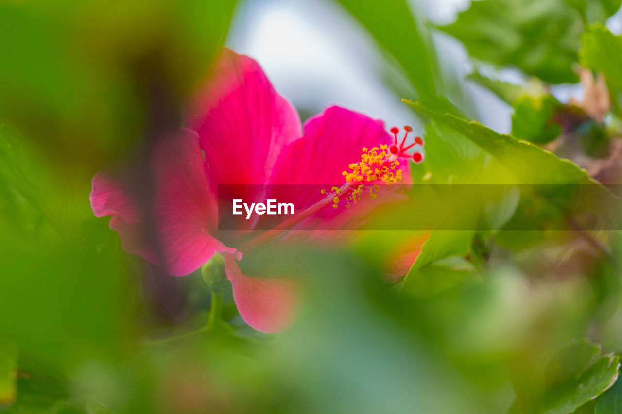 Close-up of pink hibiscus flower