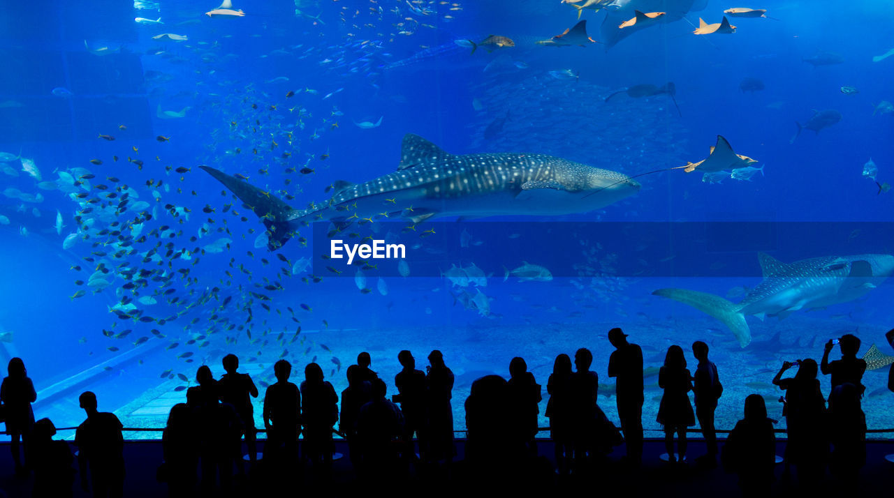 People at aquarium
