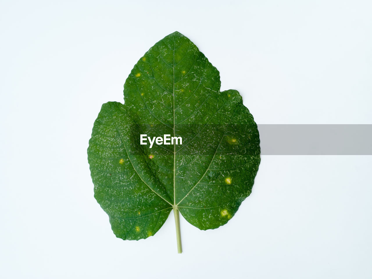 CLOSE-UP OF LEAF