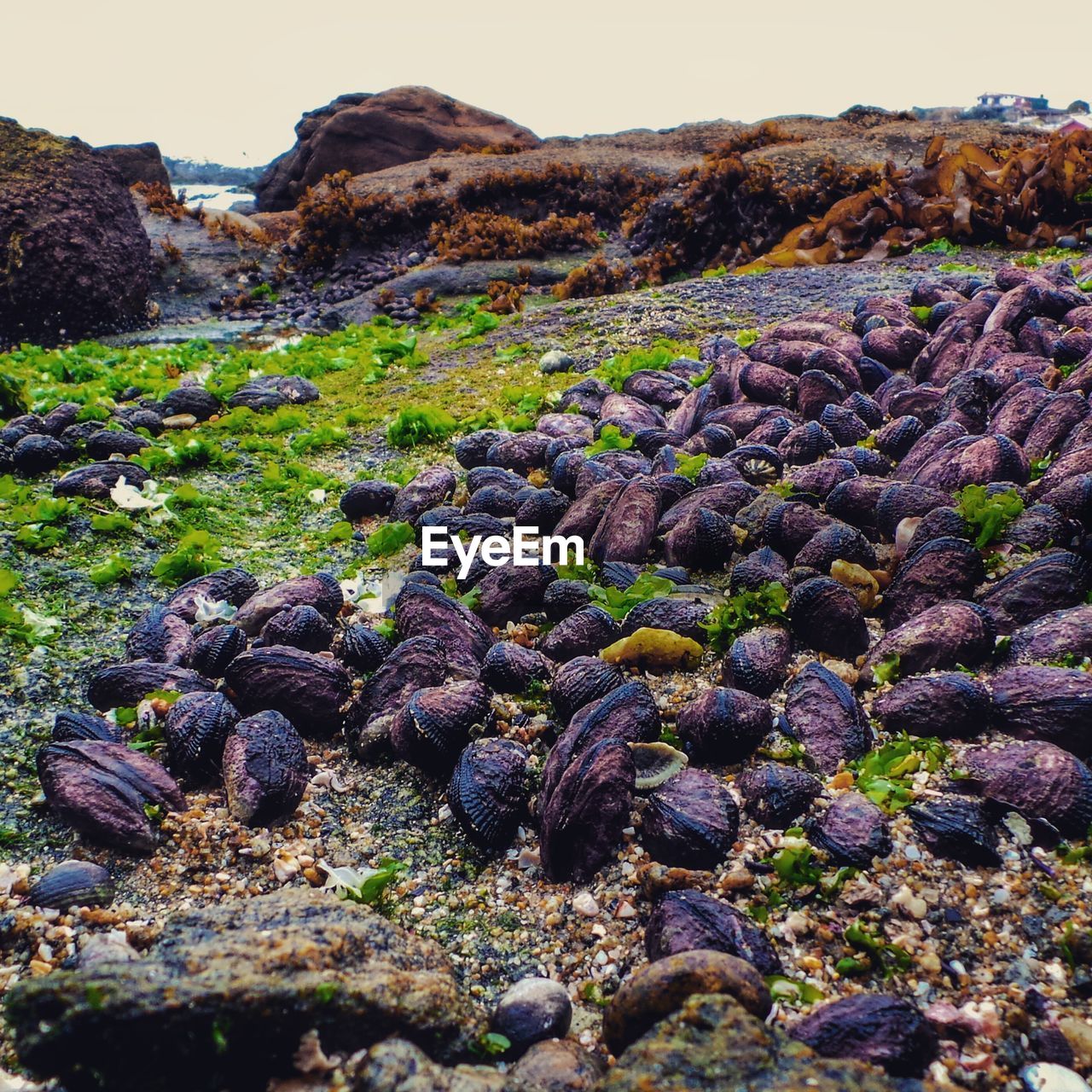 Seashells on field against sky