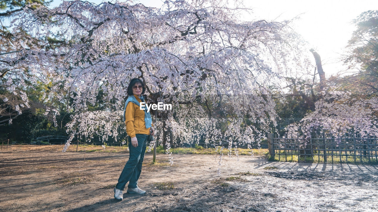 Rear view of woman standing on cherry blossom field