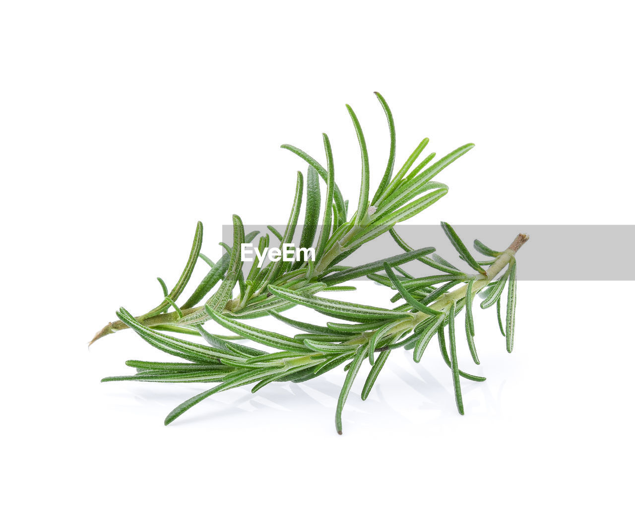 Close-up of rosemary leaves against white background