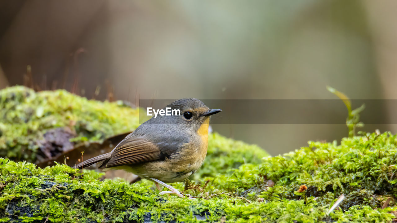 CLOSE-UP OF BIRD PERCHING ON FIELD