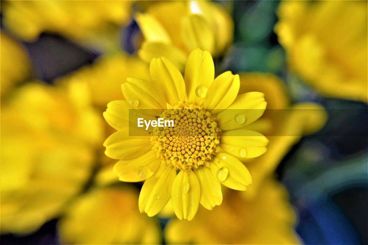 CLOSE-UP OF YELLOW FLOWERING PLANTS